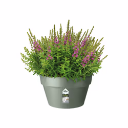 elho 8711904500689 jardinière Vert Plastique