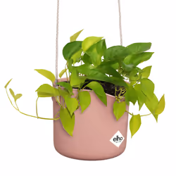 elho 8711904515133 jardinière Rose Plastique