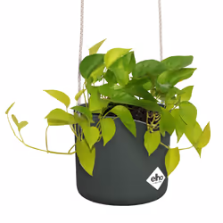 elho 8711904515164 jardinière Vert Plastique