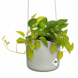 elho 8711904515195 jardinière Vert Plastique - Vue supplémentaire 4