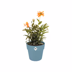 elho 8711904516109 jardinière Bleu Plastique