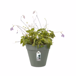 elho 8711904516208 jardinière Vert Plastique