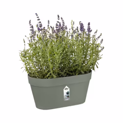 elho 8711904516239 jardinière Vert Plastique