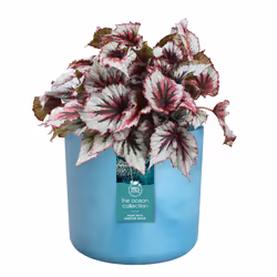 elho 8711904516321 jardinière Bleu Plastique