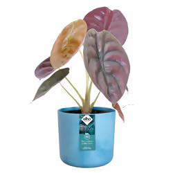 elho 8711904516383 jardinière Bleu Plastique - Vue supplémentaire 4