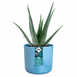 elho 8711904516444 jardinière Bleu Plastique