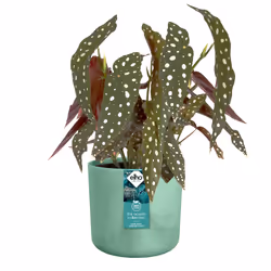 elho 8711904516475 jardinière Vert Plastique