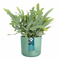 elho 8711904516475 jardinière Vert Plastique - Vue supplémentaire 5