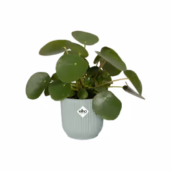 elho 8711904517663 jardinière Vert Plastique