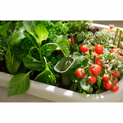 elho 8711904517977 pot à fleurs Plastique Gris - Vue supplémentaire 8