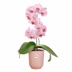 elho 8711904527693 jardinière Rose Plastique