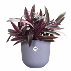 elho 8711904527976 jardinière Plastique