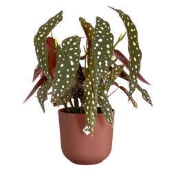 elho 8711904528003 jardinière Rouge Plastique