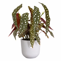 elho 8711904528157 jardinière Blanc Plastique