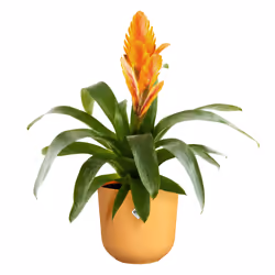 elho 8711904528188 jardinière Jaune Plastique
