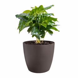 elho 8711904528423 jardinière Marron Plastique