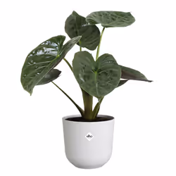 elho 8711904528645 jardinière Blanc Plastique