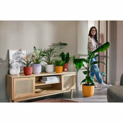 elho 8711904528645 jardinière Blanc Plastique - Vue supplémentaire 9
