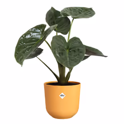 elho 8711904528676 jardinière Jaune Plastique