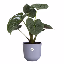 elho 8711904528706 jardinière Plastique