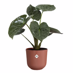 elho 8711904528737 jardinière Rouge Plastique