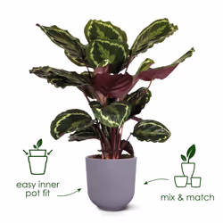 elho 8711904528737 jardinière Rouge Plastique - Vue supplémentaire 9