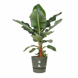 elho 8711904529468 jardinière Vert Plastique