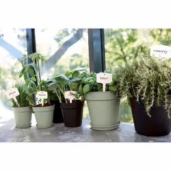 elho 8711904530914 accessoire de plantation Soucoupe - Vue supplémentaire 4