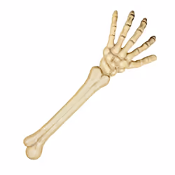 Boland 74556, Décoration, Polyéthylène, Beige, 104 g, 460 mm, 150 mm