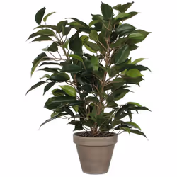 Ficus Natasja Avec Pot D11.5cm - 40x30cm