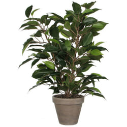 EDM - Ficus Natasja Avec Pot D11.5cm - 40x30cm