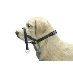 Beeztees 765389 XL Noir Nylon Chien Harnais avec laisse