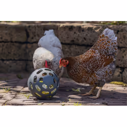 Beeztees Kippenspeelgoed mangeoire pour oiseau Vert, Gris Plastique Autonome - Vue supplémentaire 5
