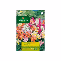 Vari_t_ semi-naine de la v_g_tation compacte, recouverte de grandes fleurs formant des tapisseries de fleurs de couleurs vive ...