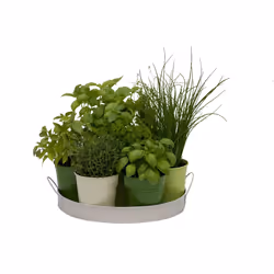 Hortus Sementi 8713339195416 semence d'herbe