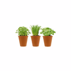 Faites pousser vos herbes aromatiques avec ces Herbes aromatiques et pots en terre cuite. Indispensables pour la cuisine, le  ...