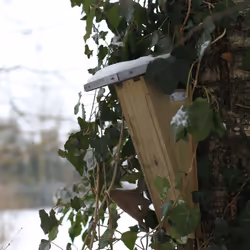 Esschert Design NKBK abri pour oiseau