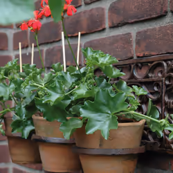 Esschert Design BPH15 jardinière 1 pièce(s)
