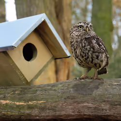 Esschert Design NK44 abri pour oiseau