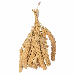 Un repas naturel prêt-à-manger pour les oiseaux, riche en nutriments et en vitamines ! Le millet peut nourrir les oiseaux tou ...