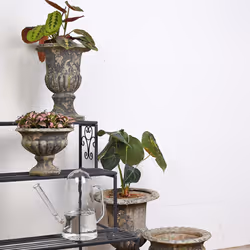 Esschert Design TG253 Arrosoir 1,405 L Transparent