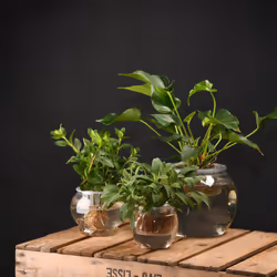 Esschert Design AGG76 jardinière 1 pièce(s)