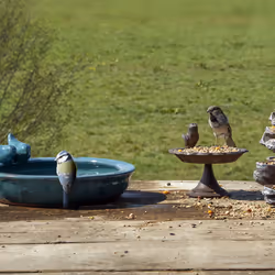 Esschert Design FB488 baignoire pour oiseaux Bleu