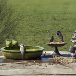 Esschert Design FB489 baignoire pour oiseaux Vert