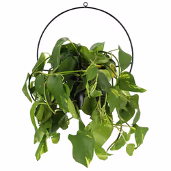 Esschert Design PY147 pot à fleurs