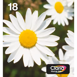 Epson Daisy Multipack EasyMail "Pâquerette" 18 - Encre Claria Home N,C,M,J, Rendement standard, 5,2 ml, 3,3 ml, 1 pièce(s), M ...