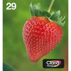 Epson Strawberry Multipack EasyMail "Fraise" 29 - Encre Claria Home N,C,M,J