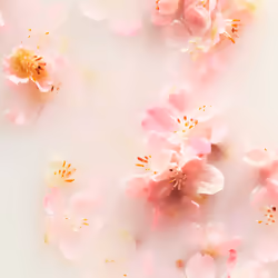 Shampoing et barre corporelle The Ritual Of Sakura 100 gr