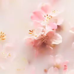 Le Rituel De Sakura désodorisant voiture 2 x 3 gr
