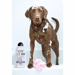 Wahl 3999-7010 shampooing pour animaux 750 ml Chien Shampoing et revitalisant 2 en 1